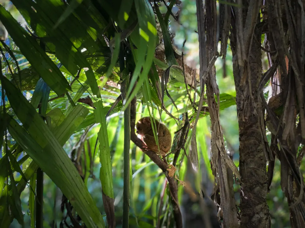 Tarsier Sanctuary Bohol