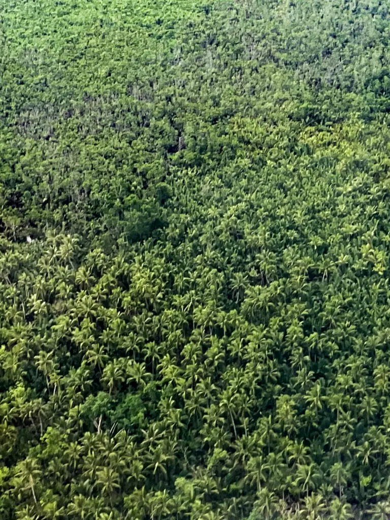 Coconuts Forest Siargao