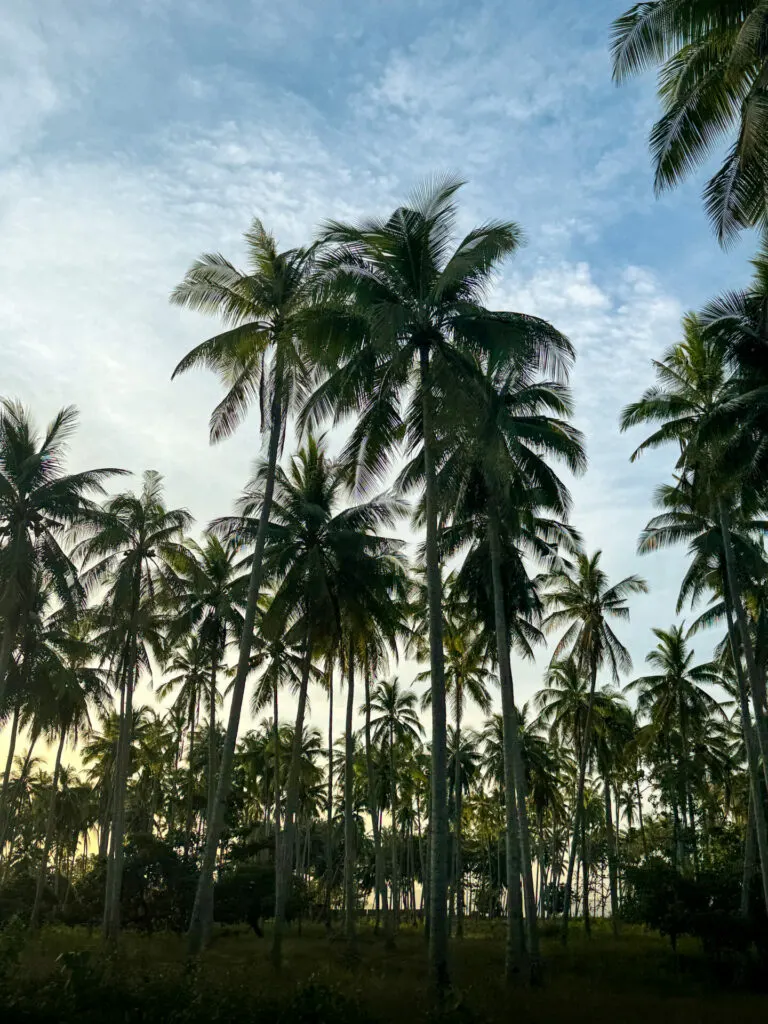 Sunset coconuts San Vicente