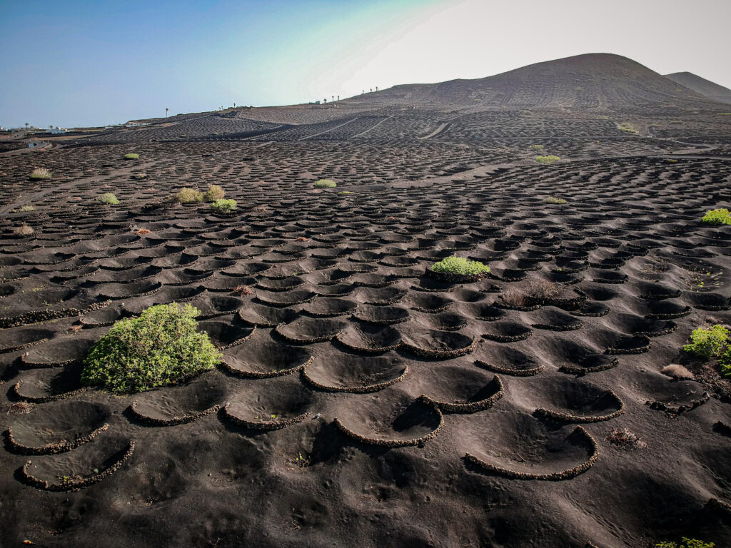 Vignes volcaniques Lanzarote