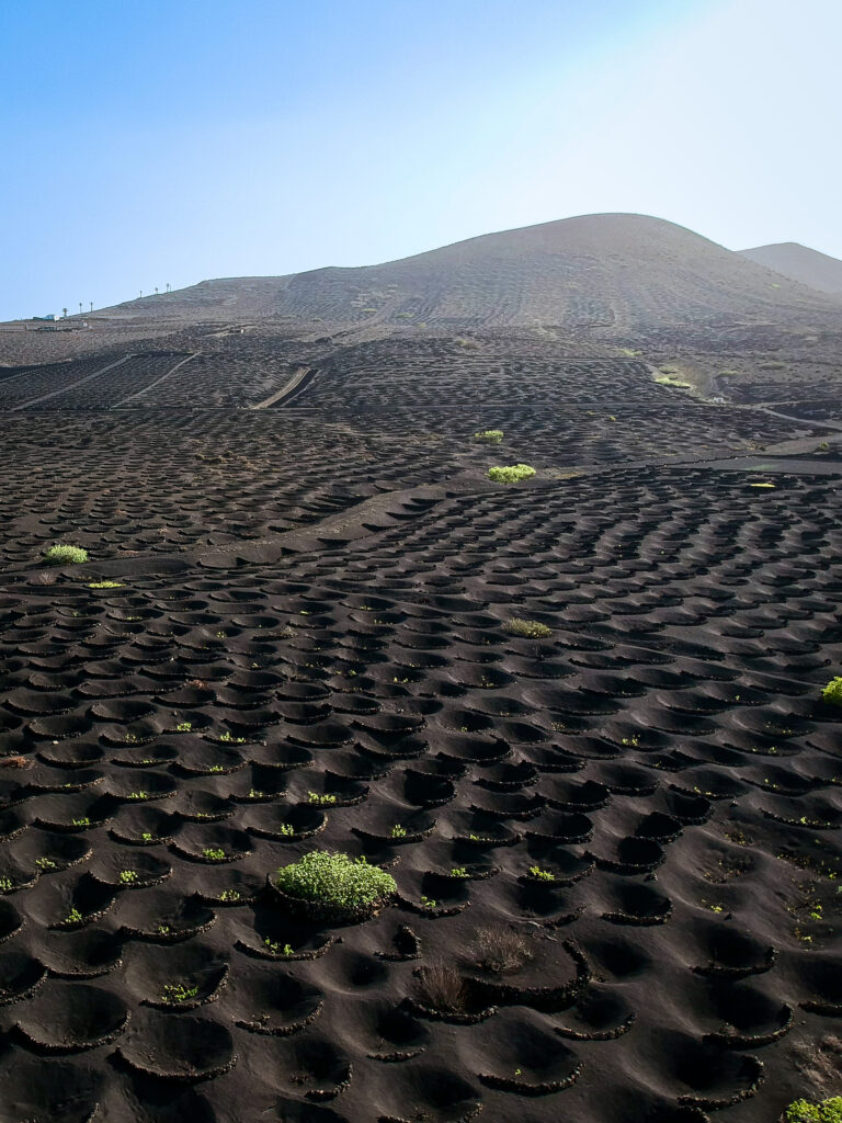 Vignes volcaniques Lanzarote