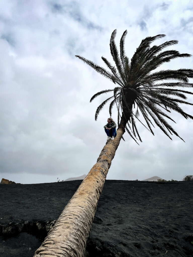 Palmier incliné Lanzarote