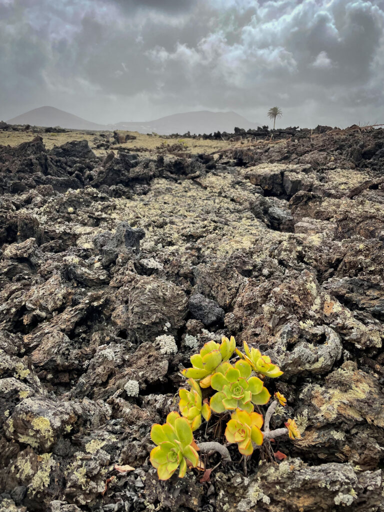 Palmier Lanzarote