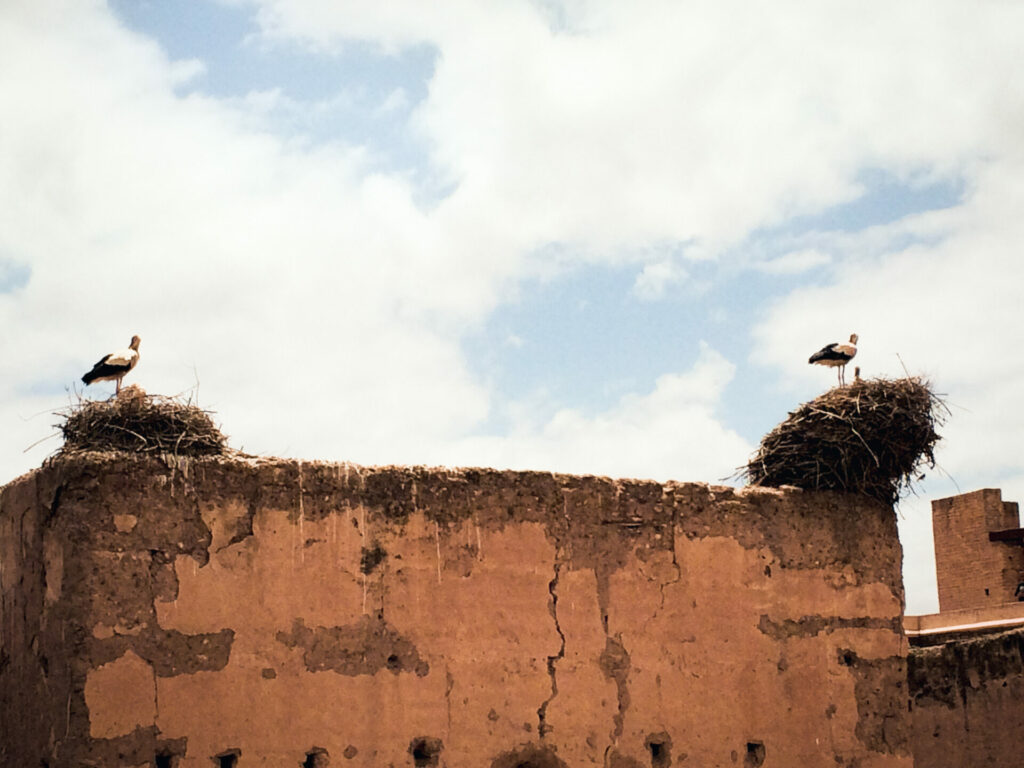 Cigognes Marrakech