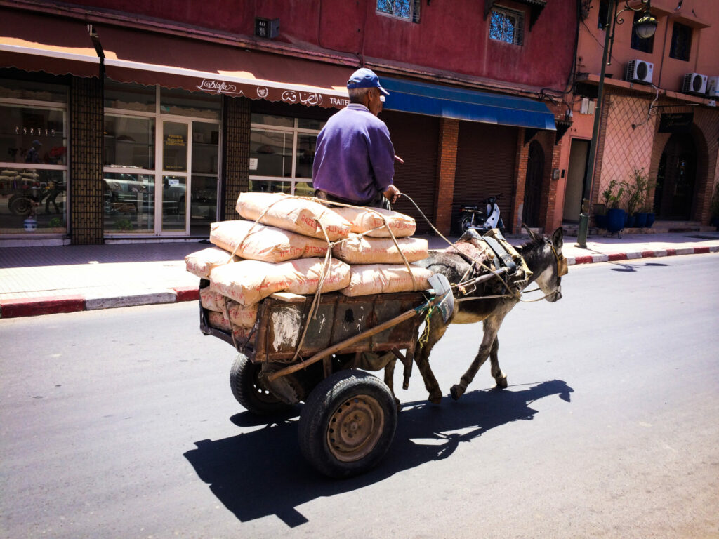 Âne à Marrakech