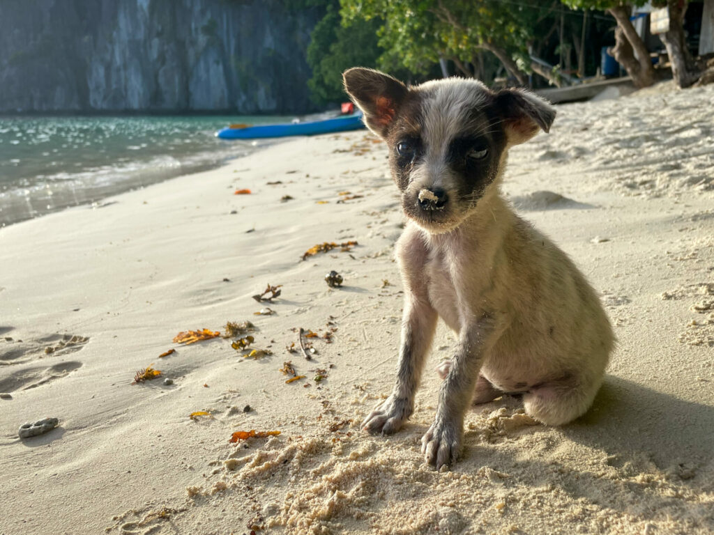 Dogs Lapus Lapus Beach Island Hopping El Nido Palawan