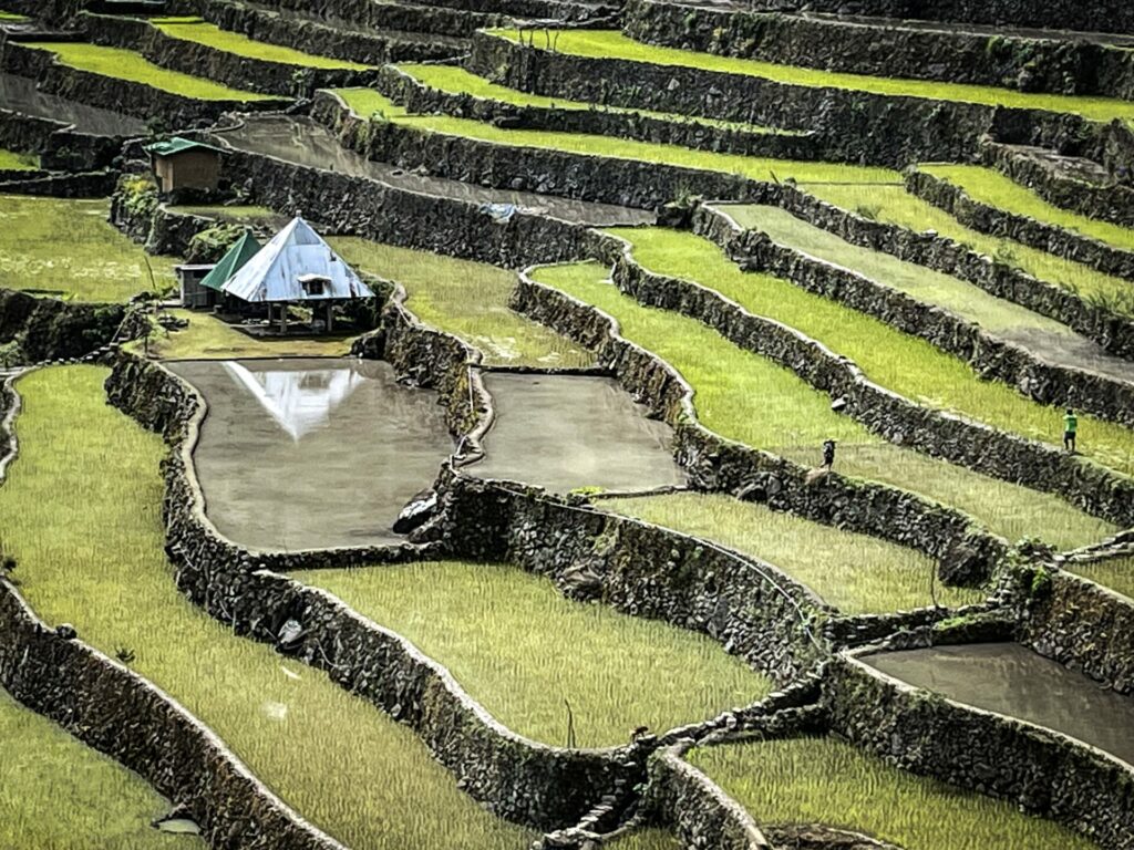 Rice terrace Batad