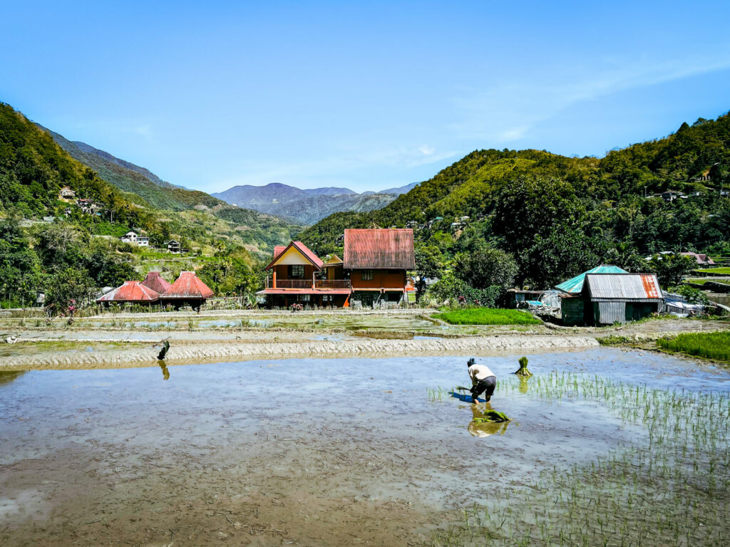 Rice terrace Hapao Batad