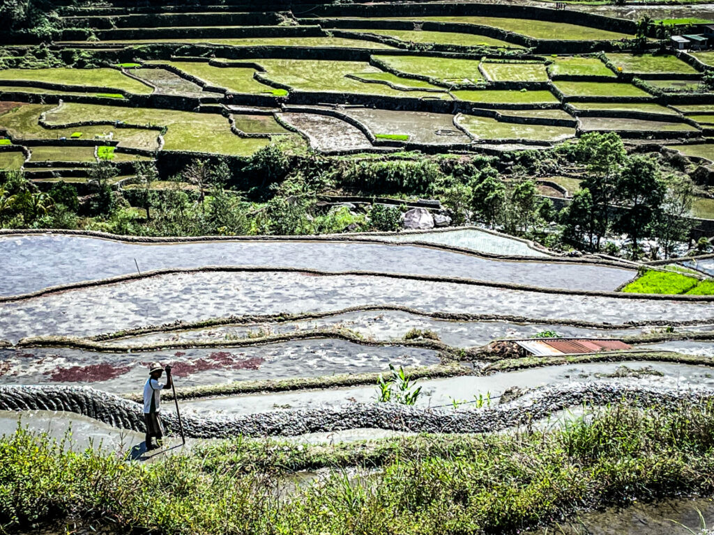 Rice terrace Batad