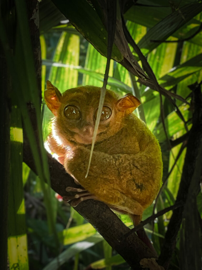 Tarsier Sanctuary Bohol