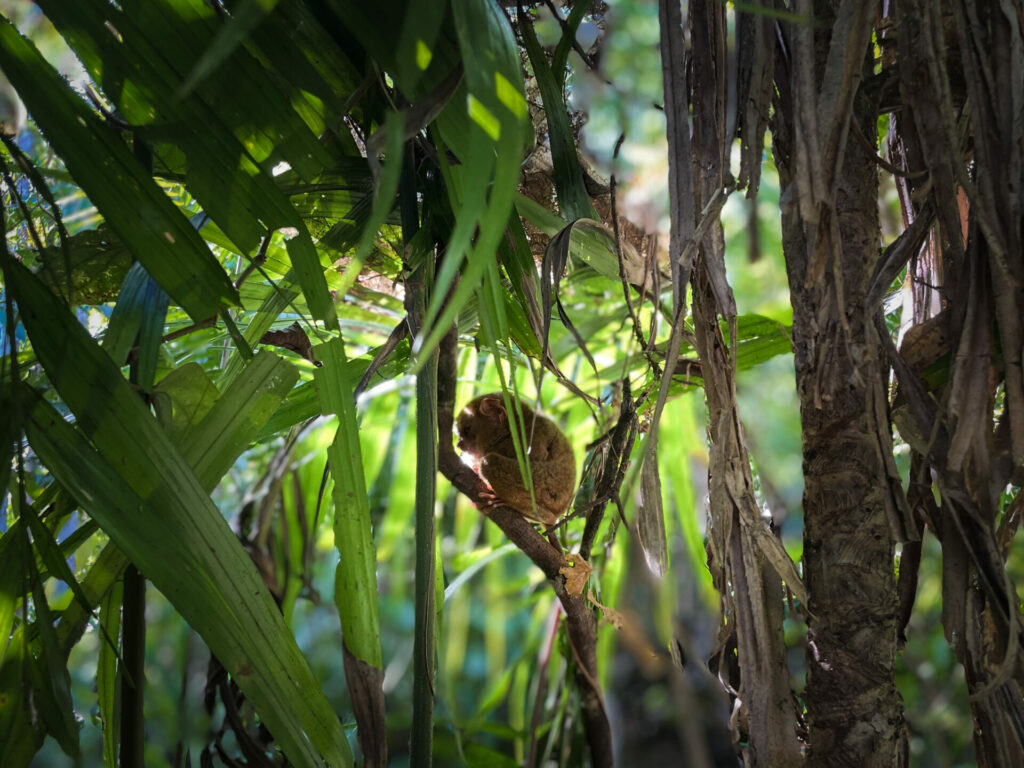 Tarsier Sanctuary Bohol