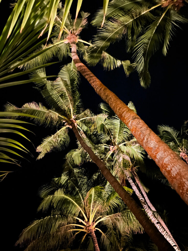 Coconuts Siquijor