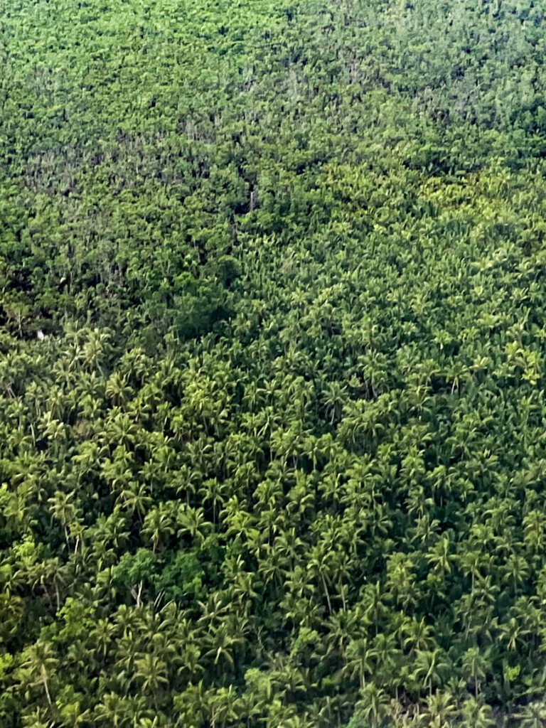 Coconuts Forest Siargao