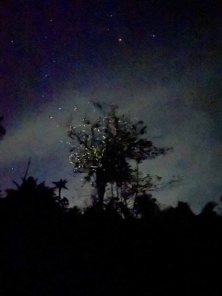 Lucioles rivière Loboc Bohol