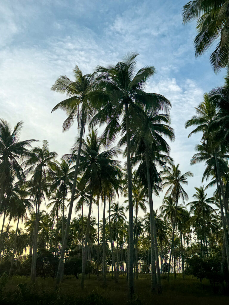 Sunset coconuts San Vicente